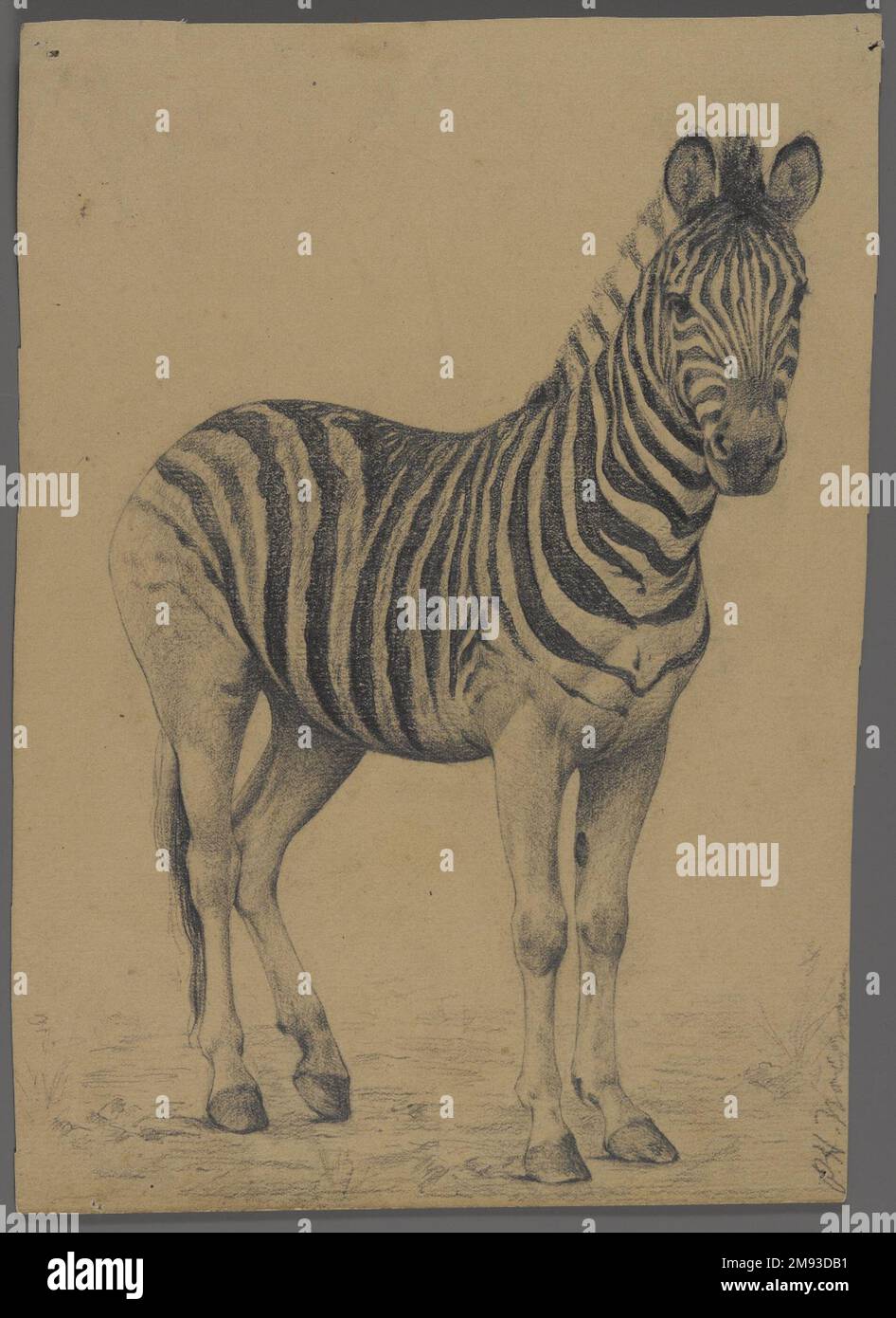 Zebra Philip H. Wolfrom (américain, 1870-1904). Zebra, n.d. Graphite sur papier, feuille : 9 1/2 x 7 3/4 po. (24,1 x 19,7 cm). Art américain n.d. Banque D'Images