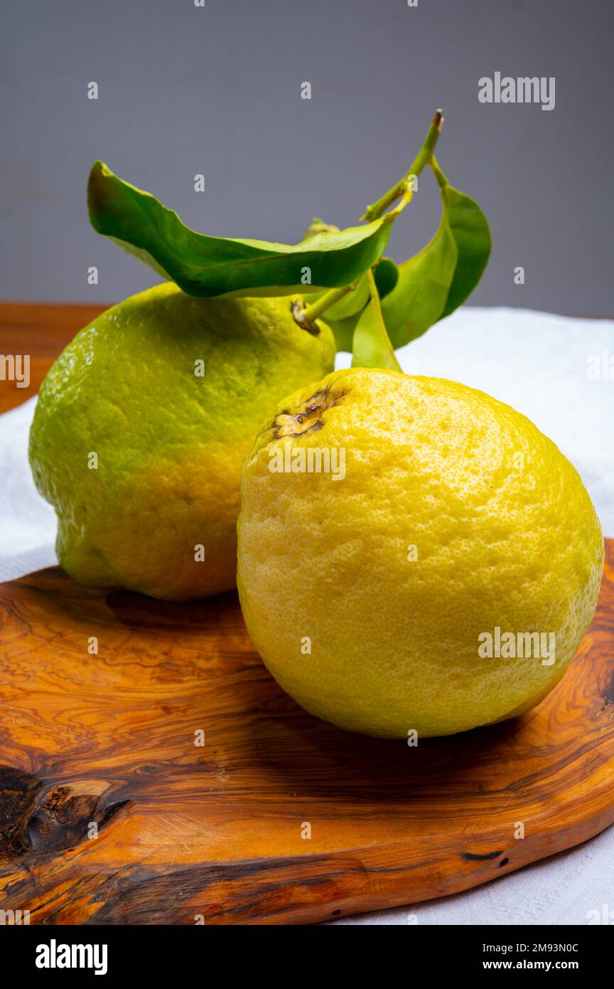 Cédrate de citron-citron ou Citrus medica, grands agrumes parfumés avec de la croûte épaisse utilisés pour faire de la limonchello italienne Banque D'Images