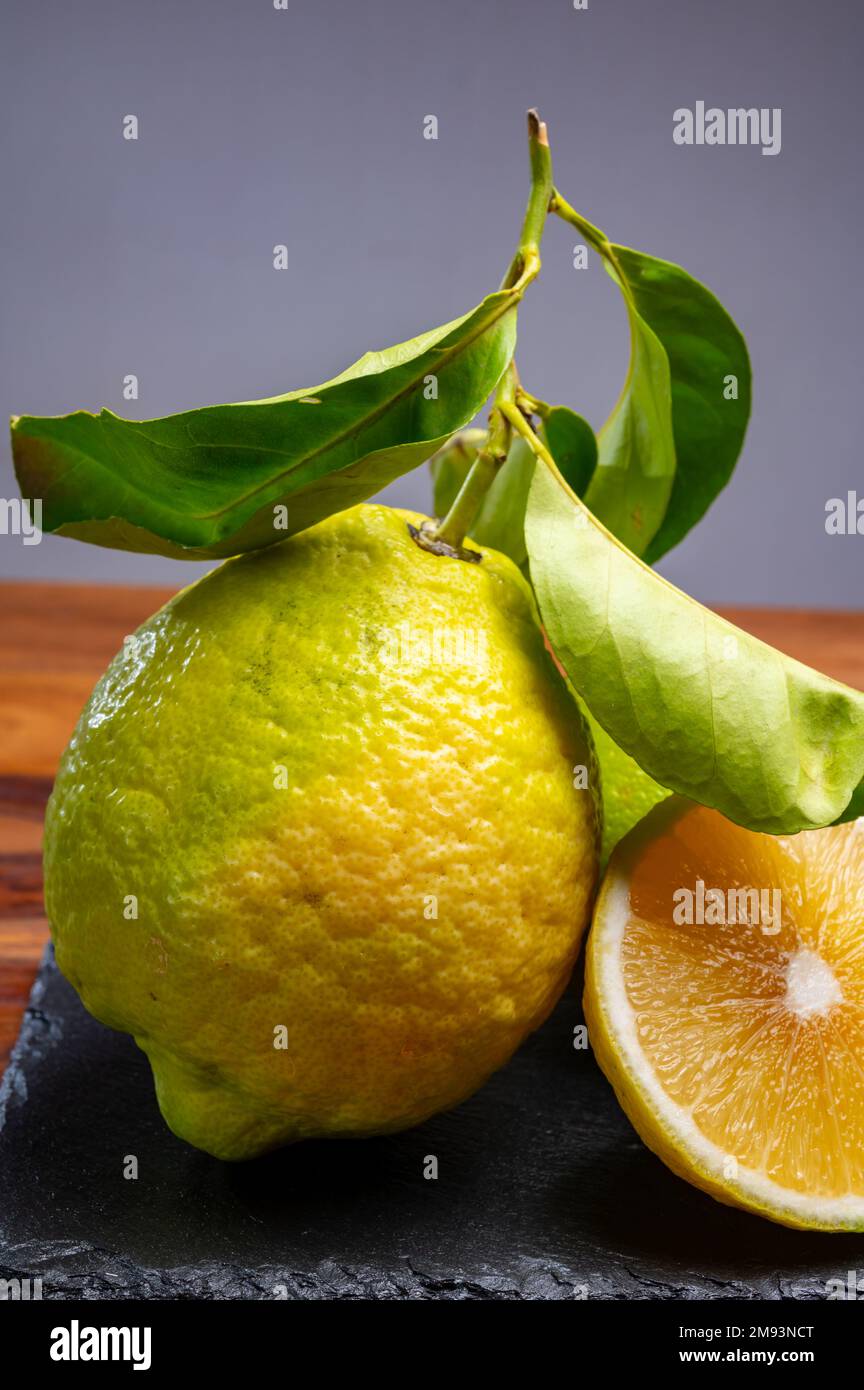 Cédrate de citron-citron ou Citrus medica, grands agrumes parfumés avec de la croûte épaisse utilisés pour faire de la limonchello italienne Banque D'Images