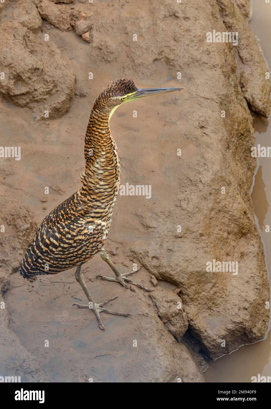 Héron fasciated Tiger (Tigrisoma fasciatum) pêchant sous le pont aux crocodiles, Costa Rica Banque D'Images