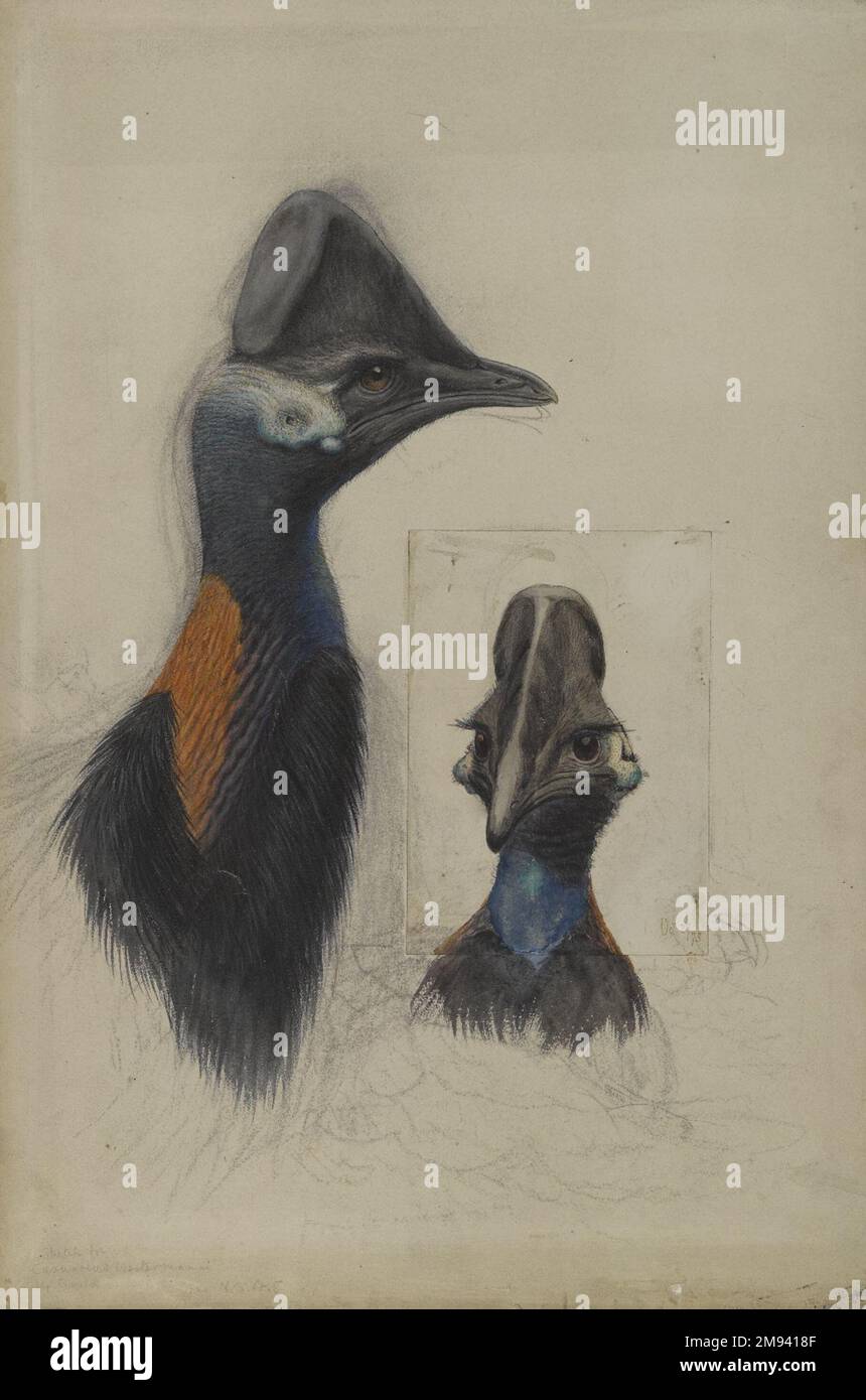 Casuarius Westerman John Gould (anglais, 1804-1881). Casuarius Westerman, 1873. Aquarelle, aquarelle opaque, charbon de bois, graphite et glaçure appliquée de manière sélective sur papier vélin, 22 1/2 × 15 13/16 po. (57,2 × 40,2 cm). Le naturaliste britannique John Gould était célèbre pour ses livres abondamment illustrés sur les oiseaux. Ce dessin a servi de base à une lithographie de couleur dans ses oiseaux de Nouvelle-Guinée, publiée quatre ans après sa mort. Bien que l'image semble représenter une paire de ragoûts, elle représente en fait deux vues du même oiseau, qui était récemment mort au zoo de Londres. L'oiseau orienté vers l'avant, qui Banque D'Images