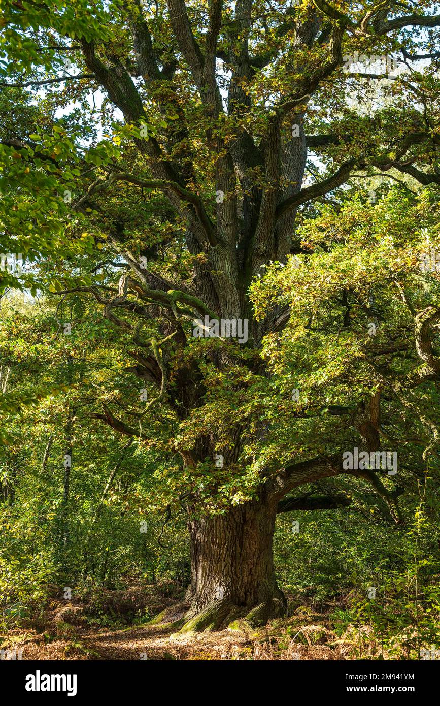 Le vieux chêne puissant appelé 'Rapp-Eiche' dans la forêt ancienne 'Urwald Sababurg', Reinhardswald, Hesse, Allemagne Banque D'Images