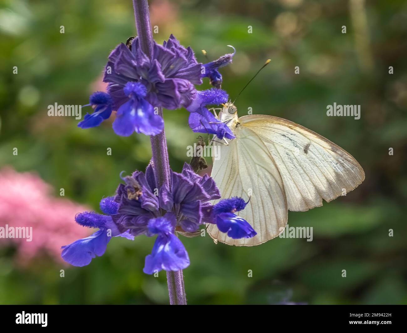 Gros plan os un seul papillon blanc du Sud sur des fleurs de Mealycup sauge violets Banque D'Images