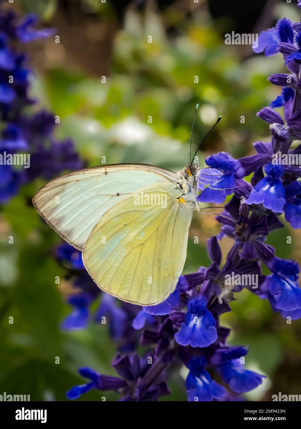 Gros plan os un seul papillon blanc du Sud sur des fleurs de Mealycup sauge violets Banque D'Images