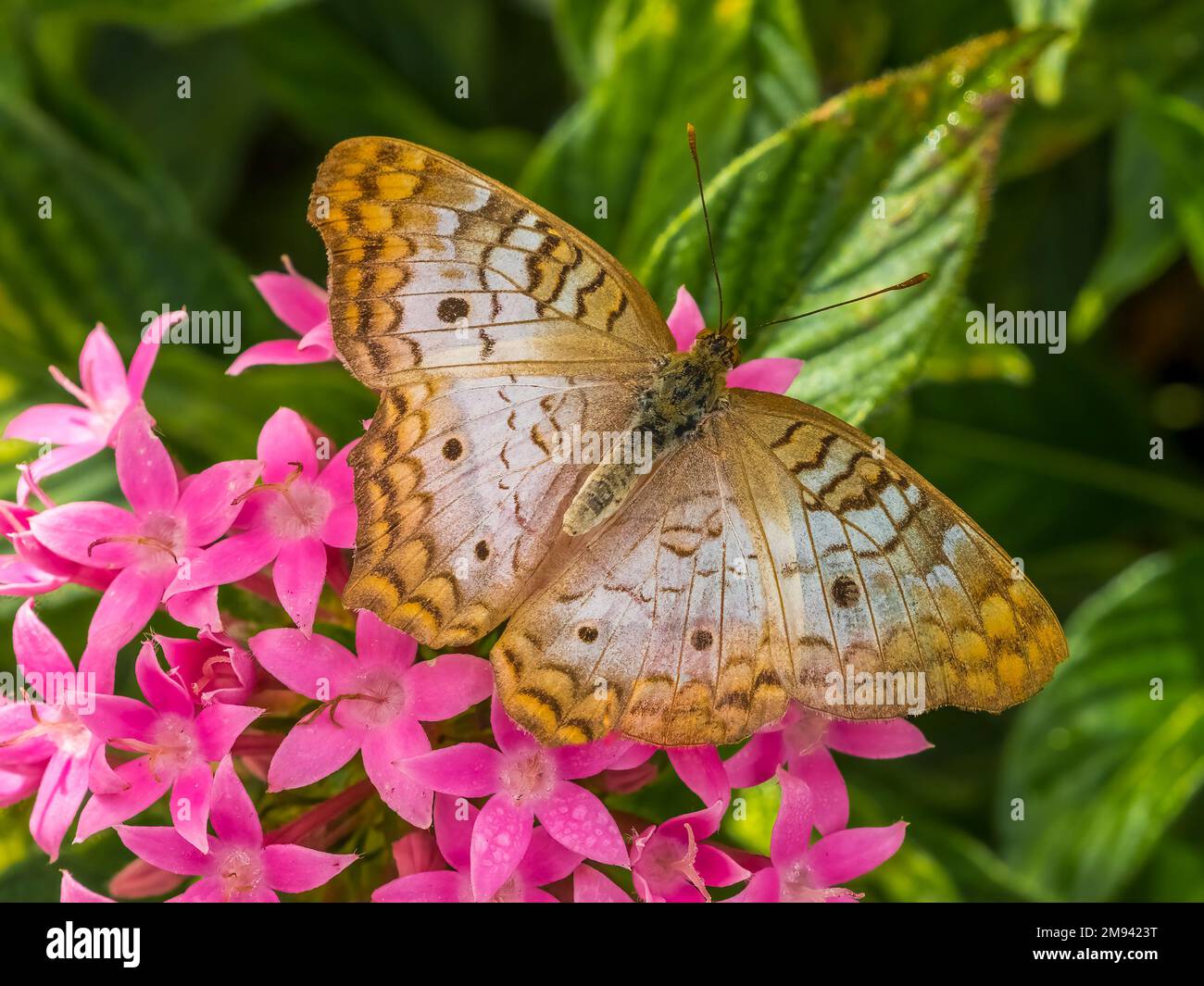 Gros plan d'un seul papillon Peacock blanc ( Amartia jalrophae) sur des fleurs de la grappe d'étoiles rose Banque D'Images