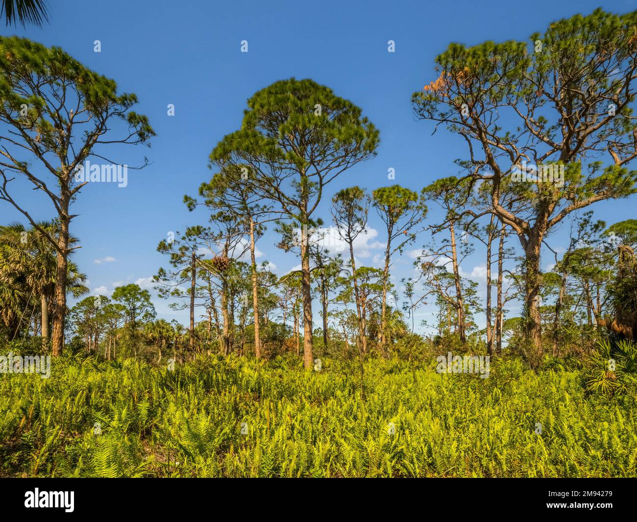 Pins et Palmetto vu dans le parc de Lemon Bay à Englewood, Floride, États-Unis Banque D'Images