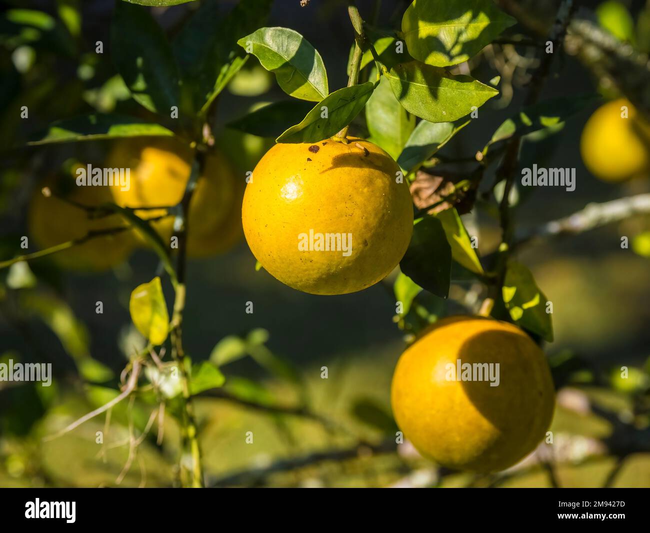Gros plan des oranges qui poussent sur un arbre dans le sud-ouest de la Floride aux États-Unis Banque D'Images