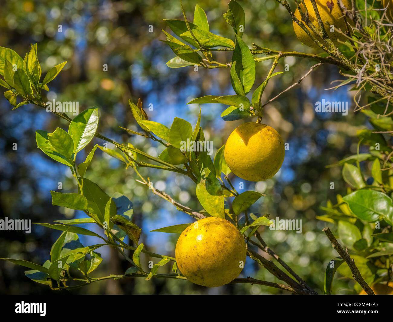 Gros plan des oranges qui poussent sur un arbre dans le sud-ouest de la Floride aux États-Unis Banque D'Images