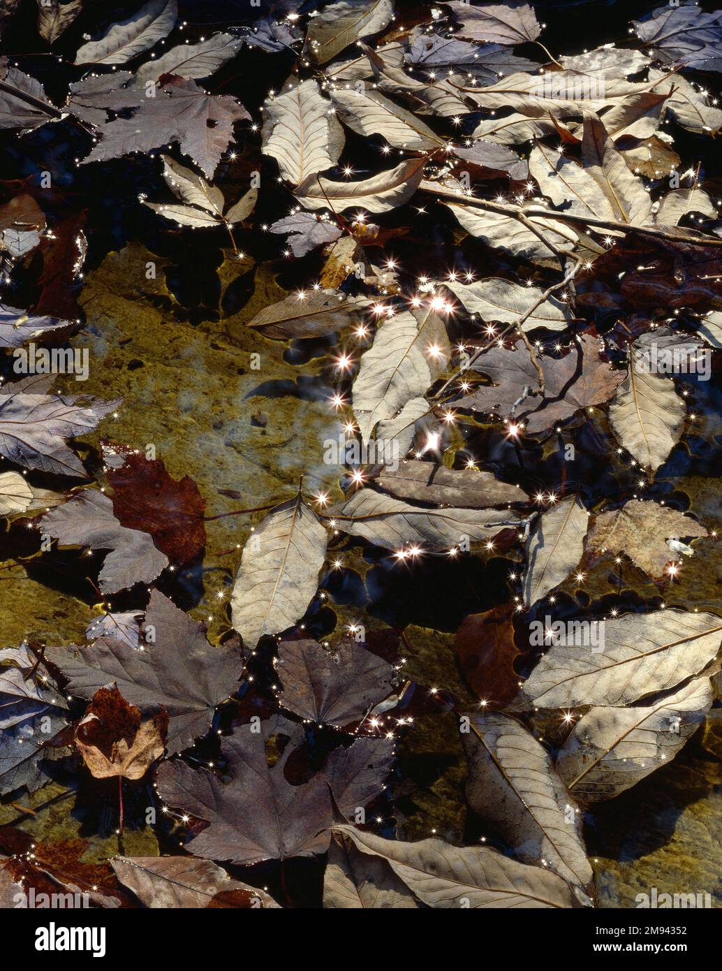 Les taches de soleil scintillent d'un étang rempli de feuilles d'automne. Caroline du Nord. Banque D'Images