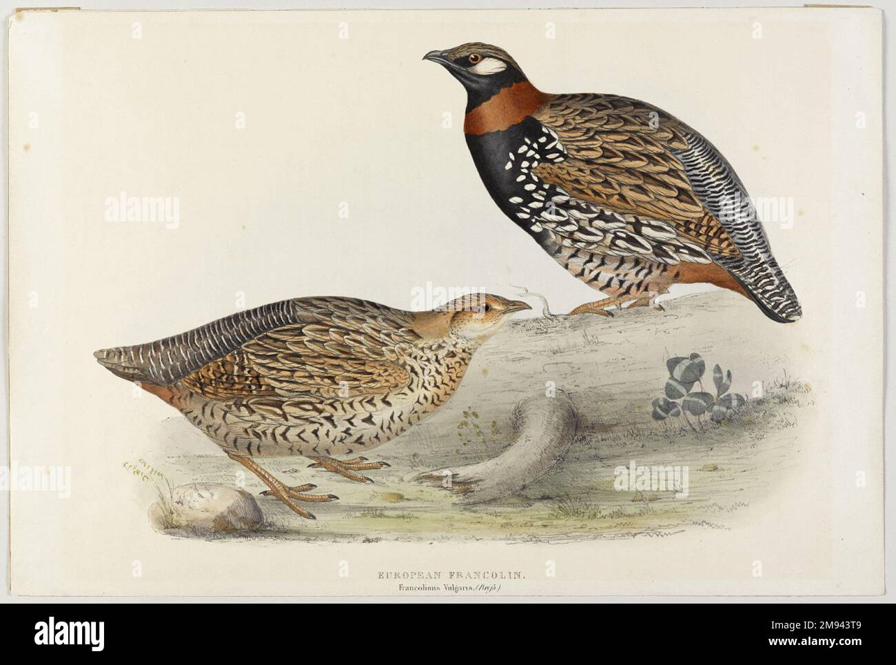 Francolinus vulgaris (Brison): Européen Francolin John Gould (britannique, 1804-1881). Francolinus vulgaris (Brison): Francolin européen. Lithographie sur papier vélin, feuille : 21 3/16 x 14 1/2 po. (53,8 x 36,8 cm). Art européen Banque D'Images