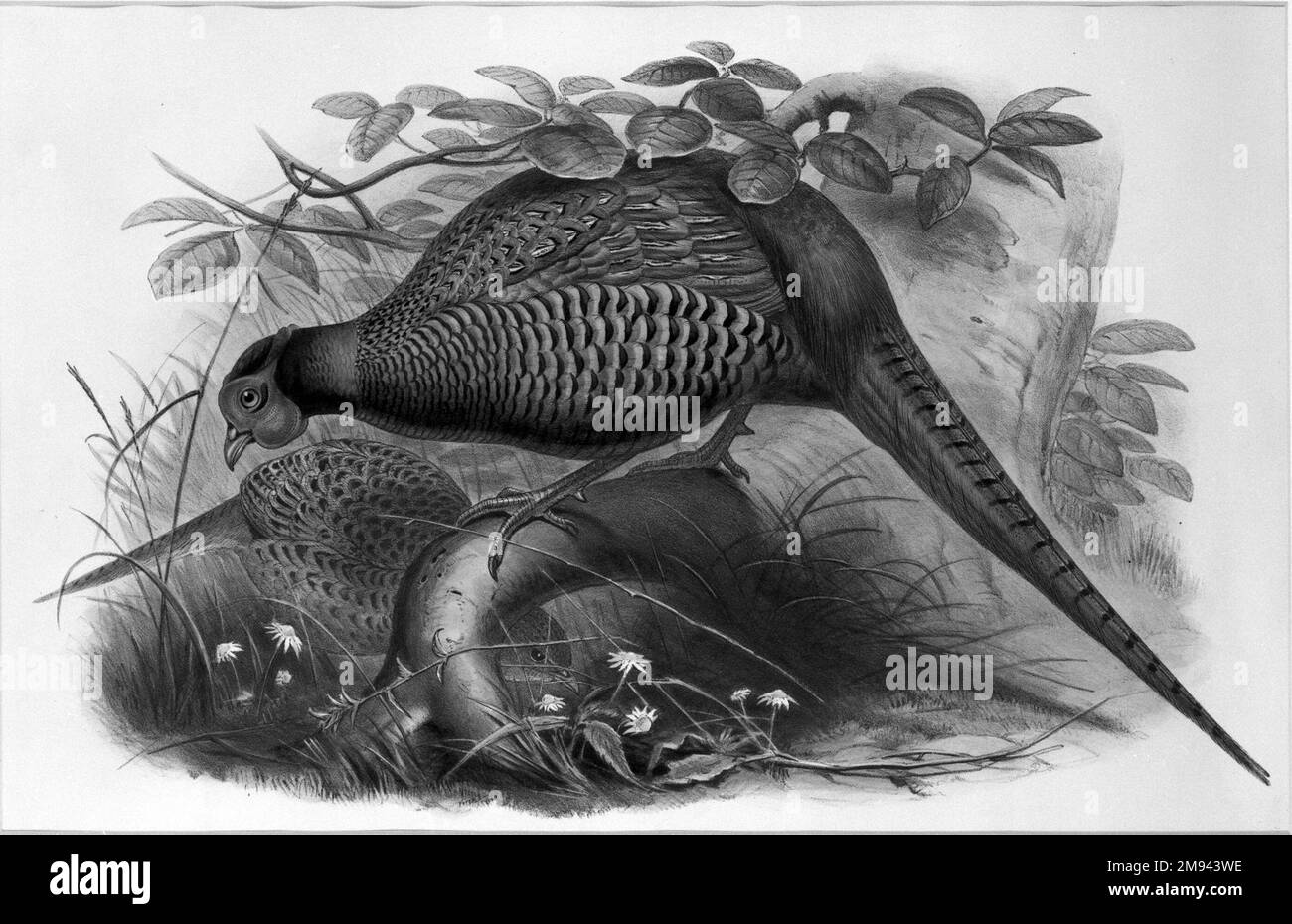 Phasianus colchicus : faisan commun John Gould (anglais, 1804-1881). Phasianus colchicus : faisan commun. Lithographie sur papier vélin, feuille : 21 1/4 x 14 1/2 po. (54 x 36,8 cm). Art européen Banque D'Images