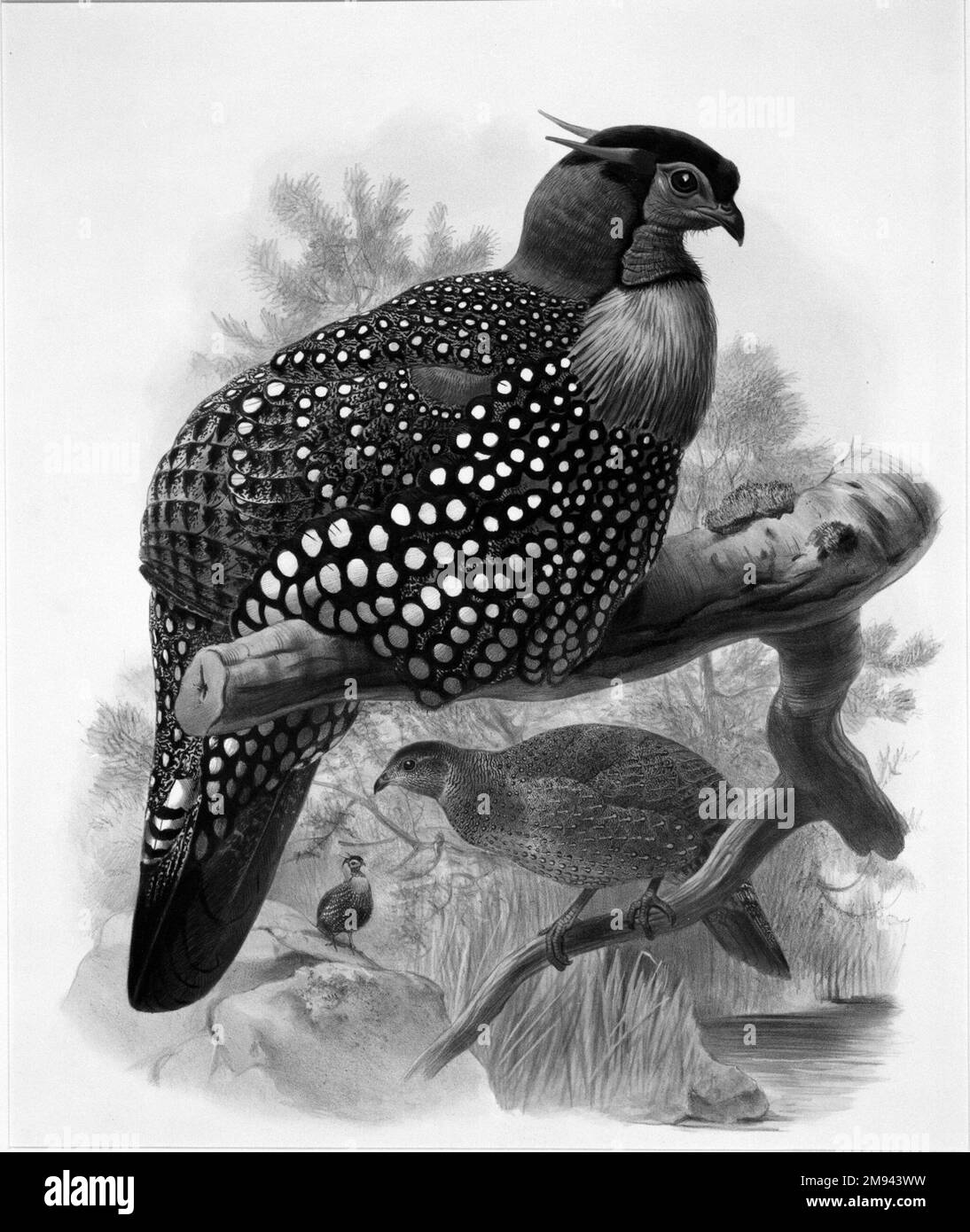 Ceriornis melanocephala John Gould (Grande-Bretagne, 1804-1881). Ceriornis melanocephala. Lithographie sur papier vélin, feuille : 23 3/8 x 18 7/16 po. (59,4 x 46,8 cm). Art européen Banque D'Images