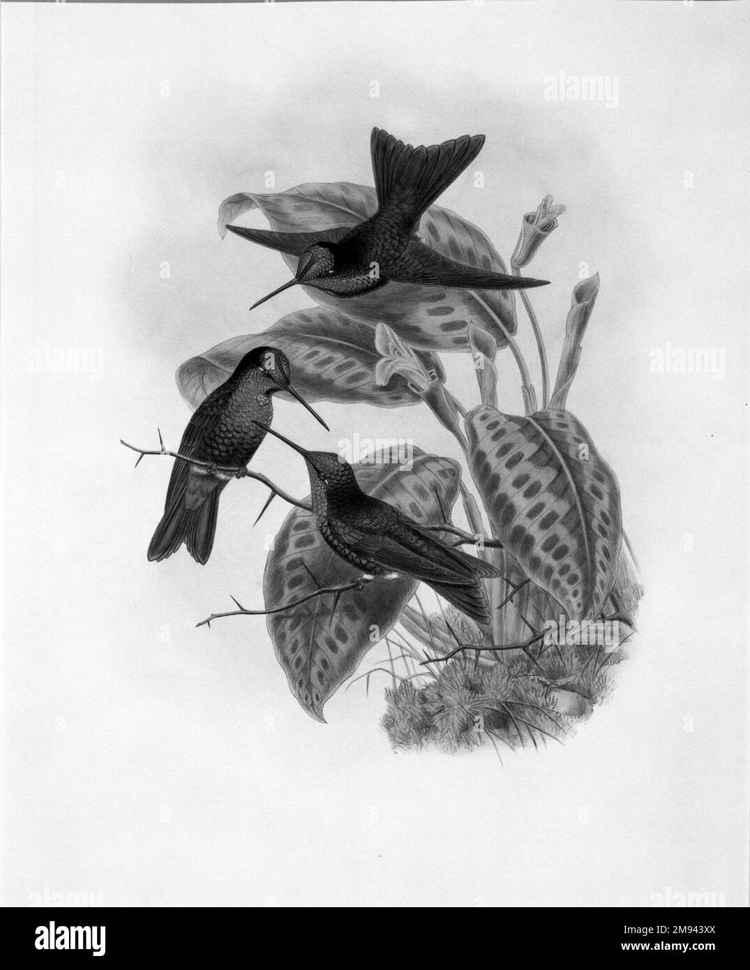 Dipholgaena Hesperus: Hesperus Rainbow John Gould (anglais, 1804-1881). Dipholgaena Hesperus: Hesperus Rainbow. Lithographie en couleur sur papier vélin, 21 1/2 x 14 3/8 po. (54,6 x 36,5 cm). Art européen Banque D'Images