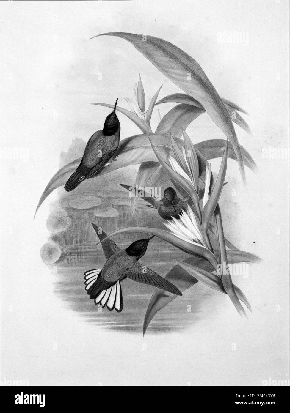 Panoplites Jardini: Panoplites de Jardine John Gould (britannique, 1804-1881). Panoplites Jardini: Panoplites de Jardine. Lithographie en couleur sur papier vélin, 21 1/2 x 14 3/8 po. (54,6 x 36,5 cm). Art européen Banque D'Images