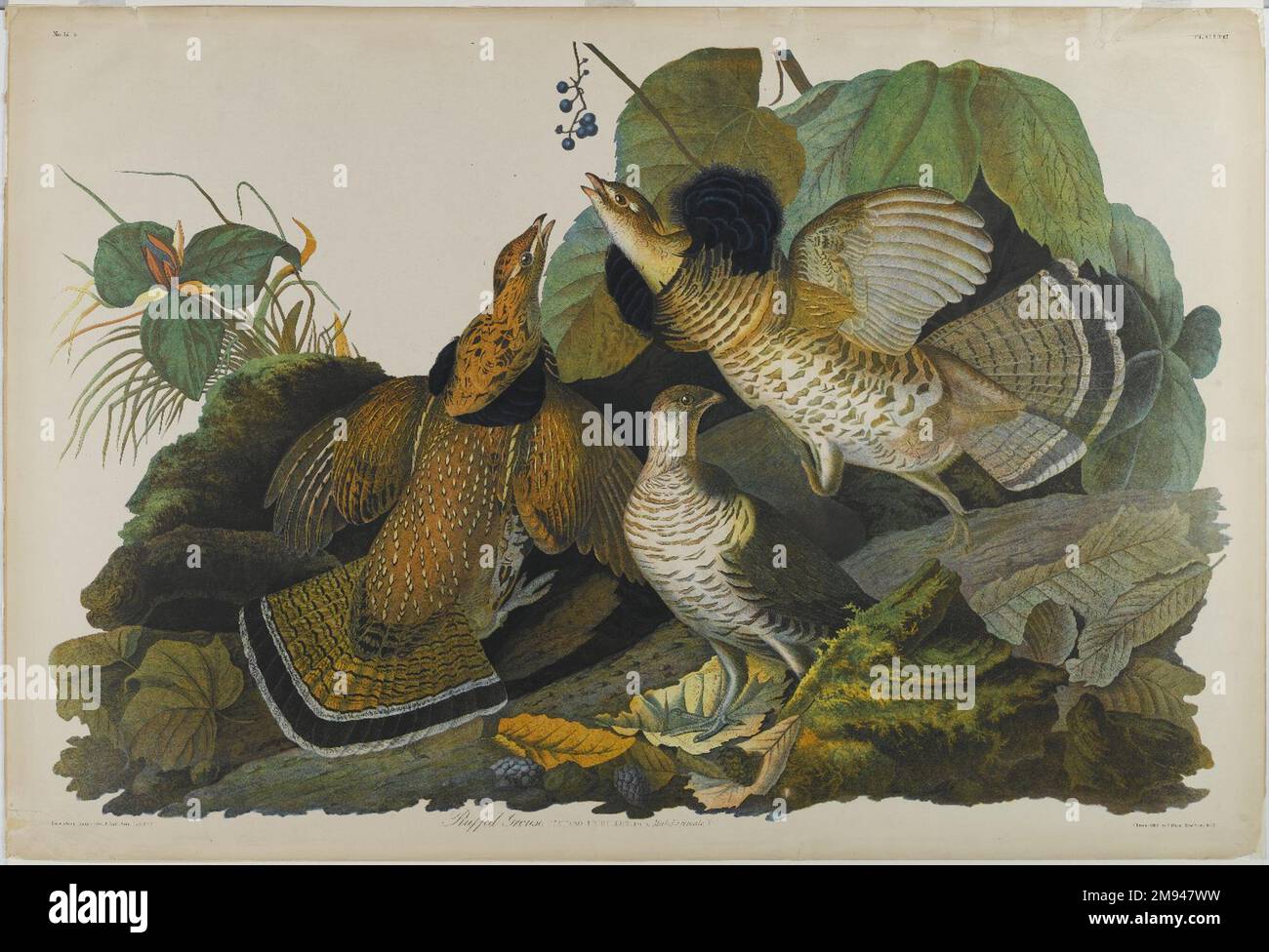 Tétras à revers John James Audubon (américain, né en Haïti, 1785-1851). , 1861. Chromolithographe, feuille : 27 1/8 x 40 po. (68,9 x 101,6 cm). Art américain 1861 Banque D'Images