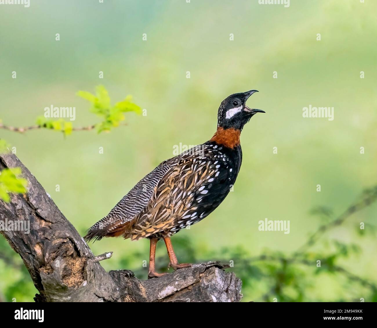 Francolin noir Banque D'Images