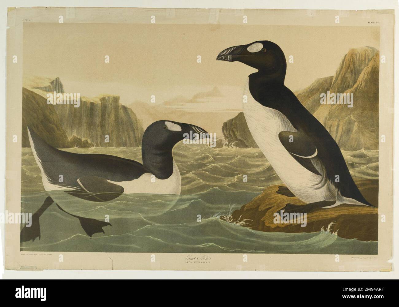 Grand Auk John James Audubon (américain, né en Haïti, 1785-1851). , 1861. Chromolithograph American Art 1861 Banque D'Images