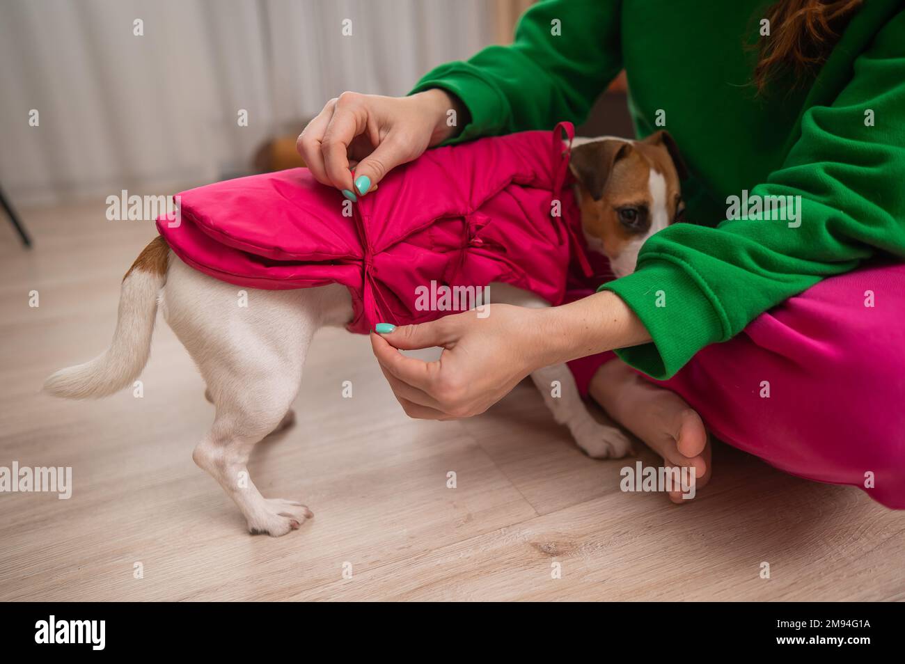 Femme caucasienne vêtue de Jack russell chien terrier dans un gilet rose. Banque D'Images Femme caucasienne vêtue de Jack russell chien terrier dans un gilet rose. Banque D'Images