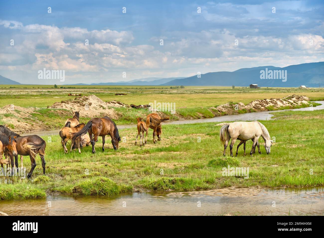 Les chevaux se font paître dans la steppe de Buryat dans le district de Barguzinsky de la République de Buryatia près du lac Baikal Banque D'Images