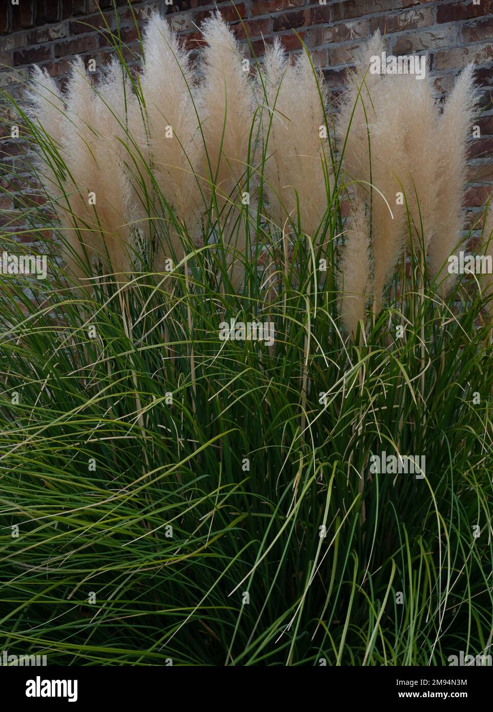 Gros plan de l'herbe de pampas contre un mur de briques. Banque D'Images