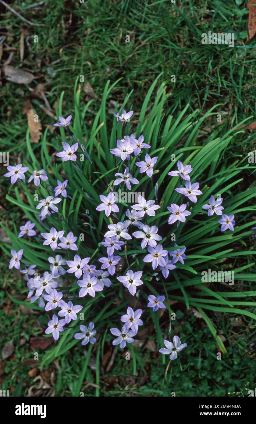 FLEURS D'IPHEION UNIFLORUM (LES NOMS COMMUNS INCLUENT LES FLEURS ÉTOILÉES, LES FLEURS D'ÉTOILES PRINTANIÈRES, LES FLEURS D'ÉTOILES IPHEION OU ALLIACEAE). Banque D'Images
