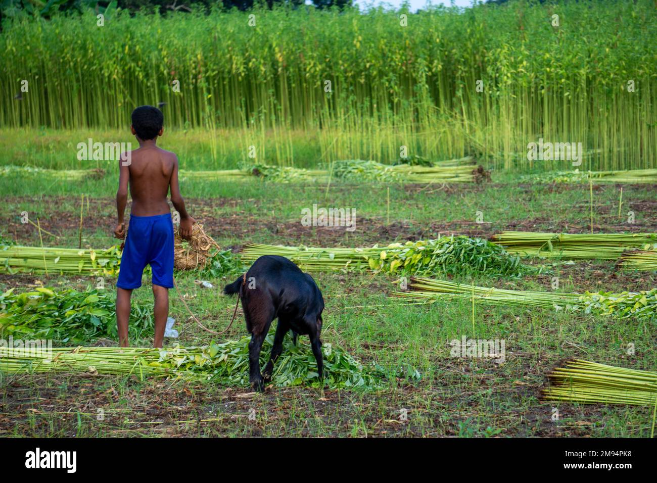 Champs de jute du Bangladesh. Couper le jute et le conserver en rangées. Le berger est à cheval sur les chèvres dans le champ. Banque D'Images