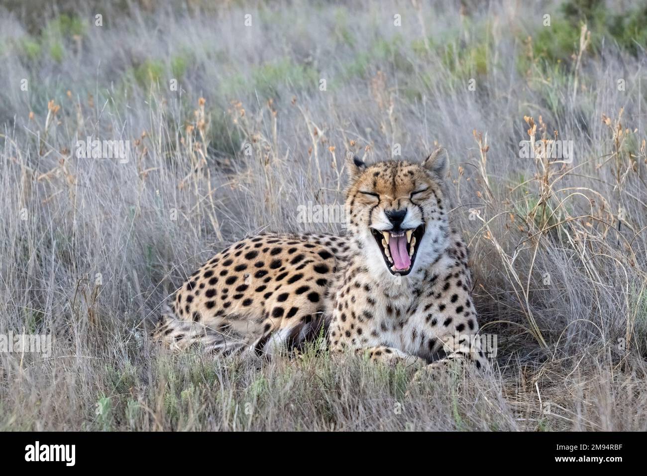 Cheetah bâillant largement, semblant rire Banque D'Images