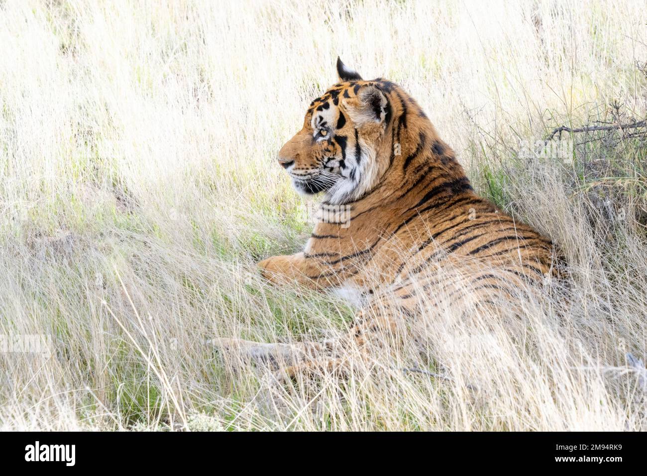 Le tigre se prélassant dans les herbes hautes Banque D'Images
