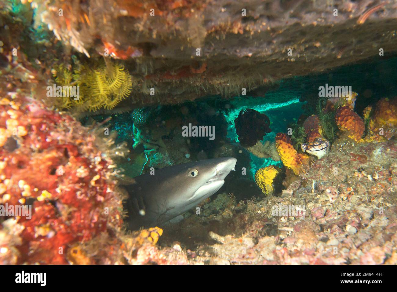 Le requin à pointe blanche juvénile est en position de chasse sous un rocher de Bali Banque D'Images