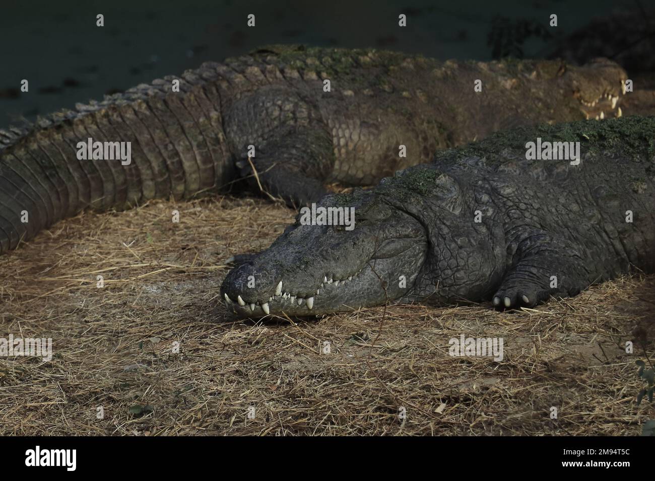 crocodile indien d'eau douce ou mugger ou crocodile de marais (crocodylus palustris) dans la nature Banque D'Images