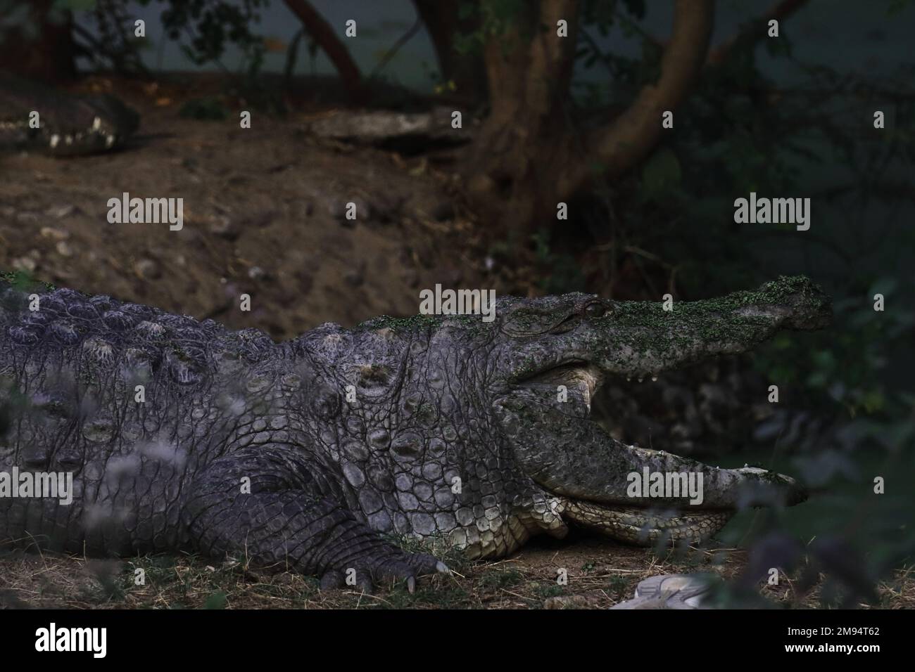 crocodile indien d'eau douce ou mugger ou crocodile de marais (crocodylus palustris) dans la nature Banque D'Images