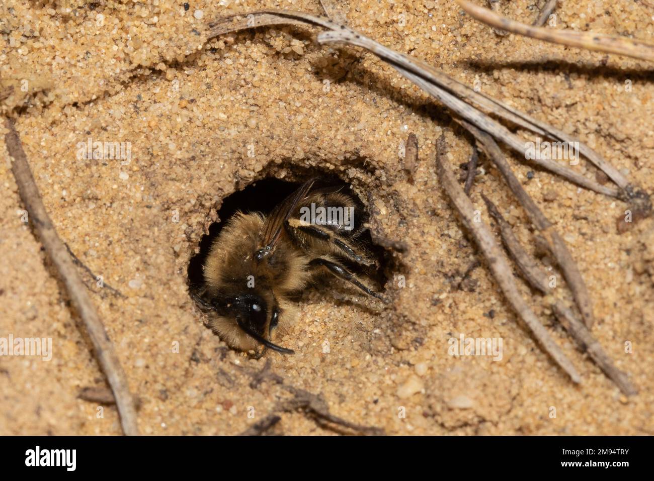 L'abeille creuse solitaire assise dans le trou de la couvée dans le sable en regardant vers le bas à gauche Banque D'Images