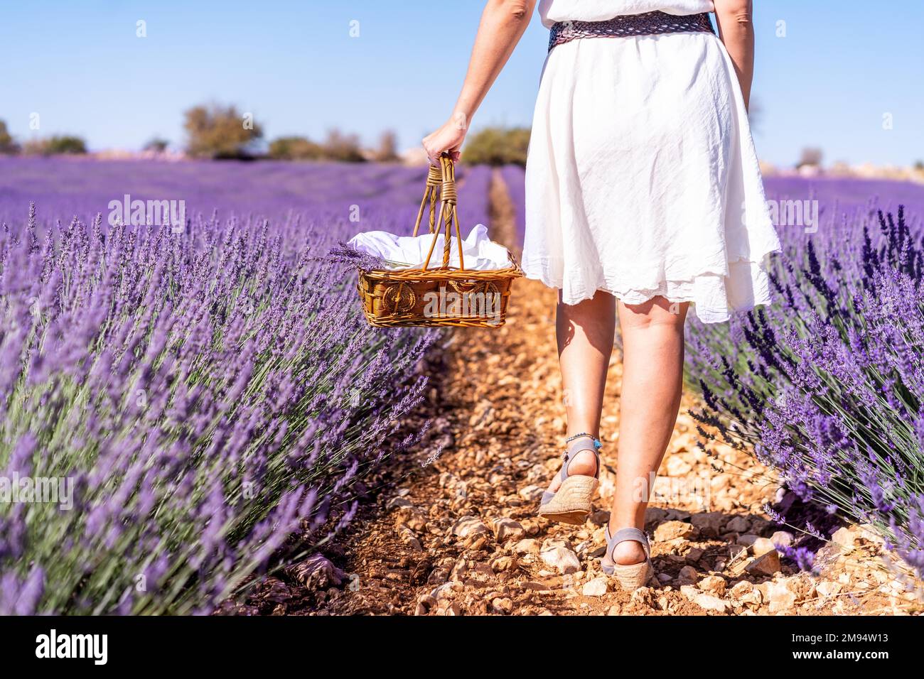 Style de vie, une femme dans un champ de lavande d'été cueillant des fleurs dans une robe blanche Banque D'Images