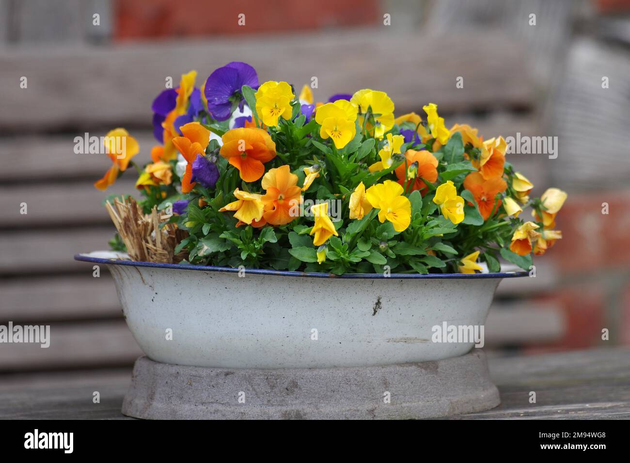 Pansy, alto (plante) (Viola), fleurs, colorées, émail, Pot, extérieur, Décoration, printemps, pansies colorées (Viola wittrockiana) sont plantés pour Banque D'Images
