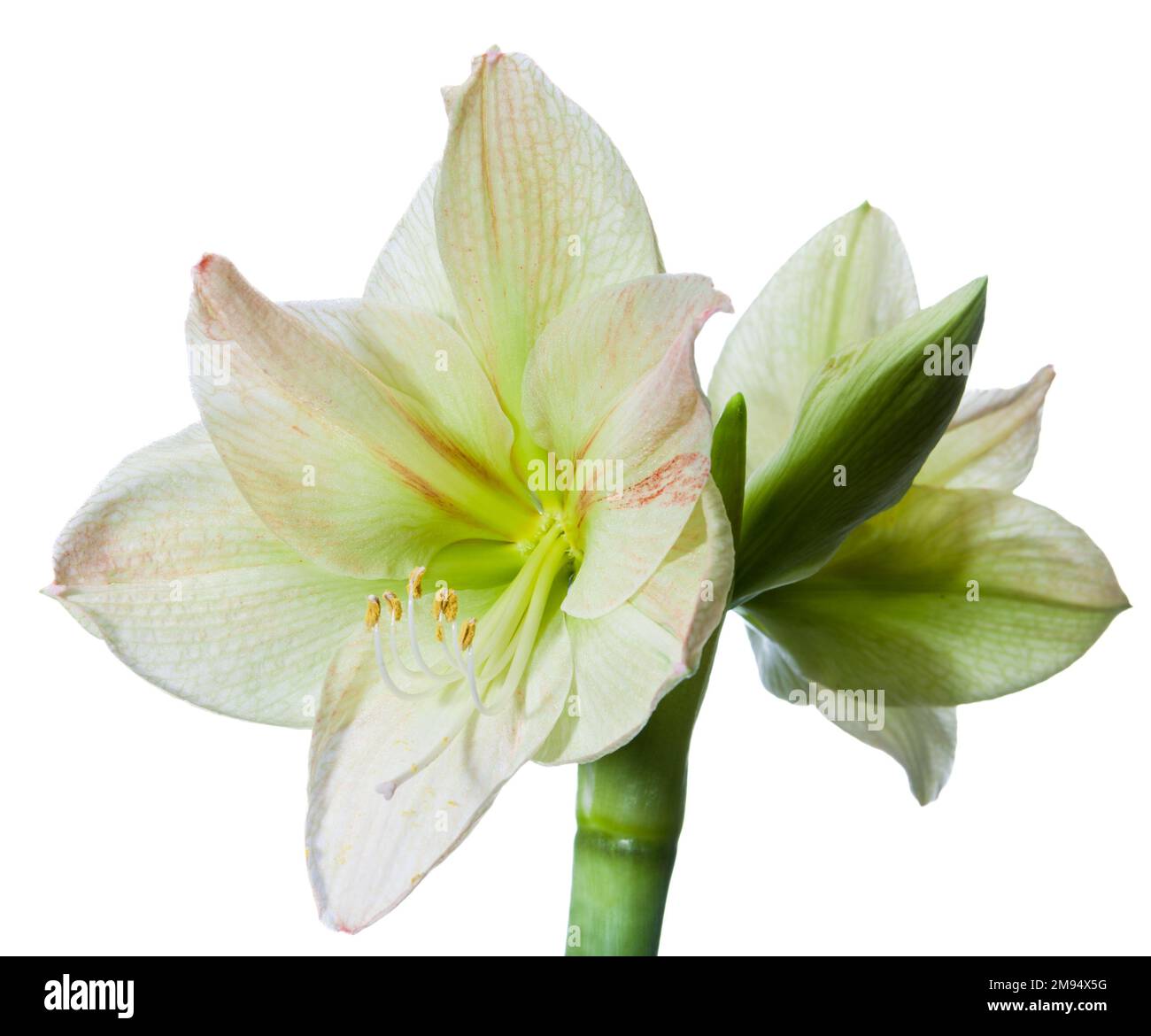 'Irokazi, Irokasie' Hippeastrum, Amaryllis (Hippeastrum x hortorum) Banque D'Images