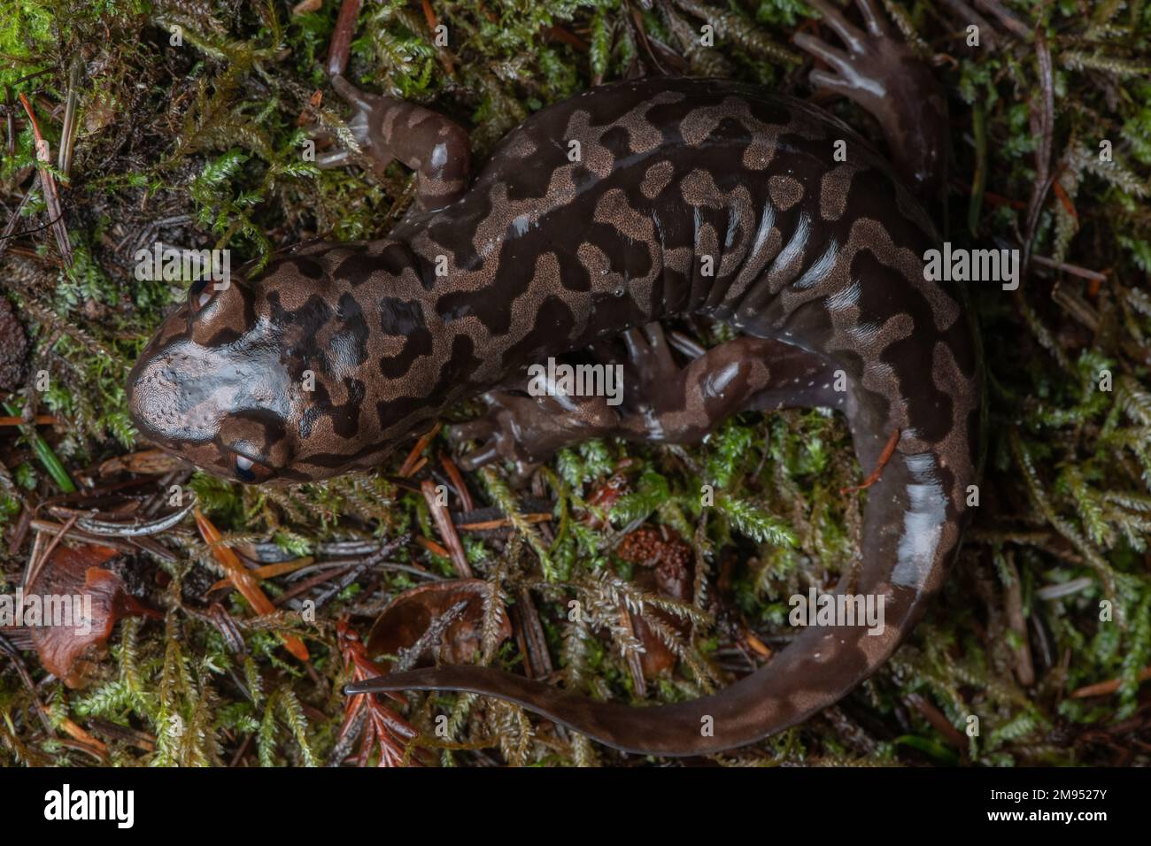 Une grande salamandre géante du pacifique ou côtière (Dicamptodon tenebrosus) du comté de Mendocino, en Californie. Banque D'Images