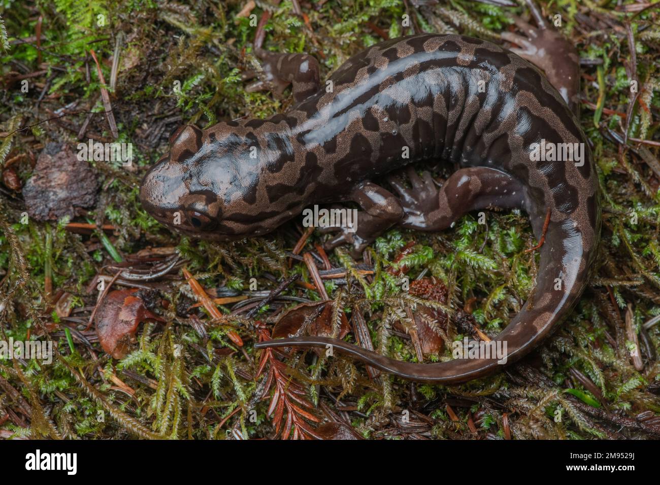 Une grande salamandre géante du pacifique ou côtière (Dicamptodon tenebrosus) du comté de Mendocino, en Californie. Banque D'Images