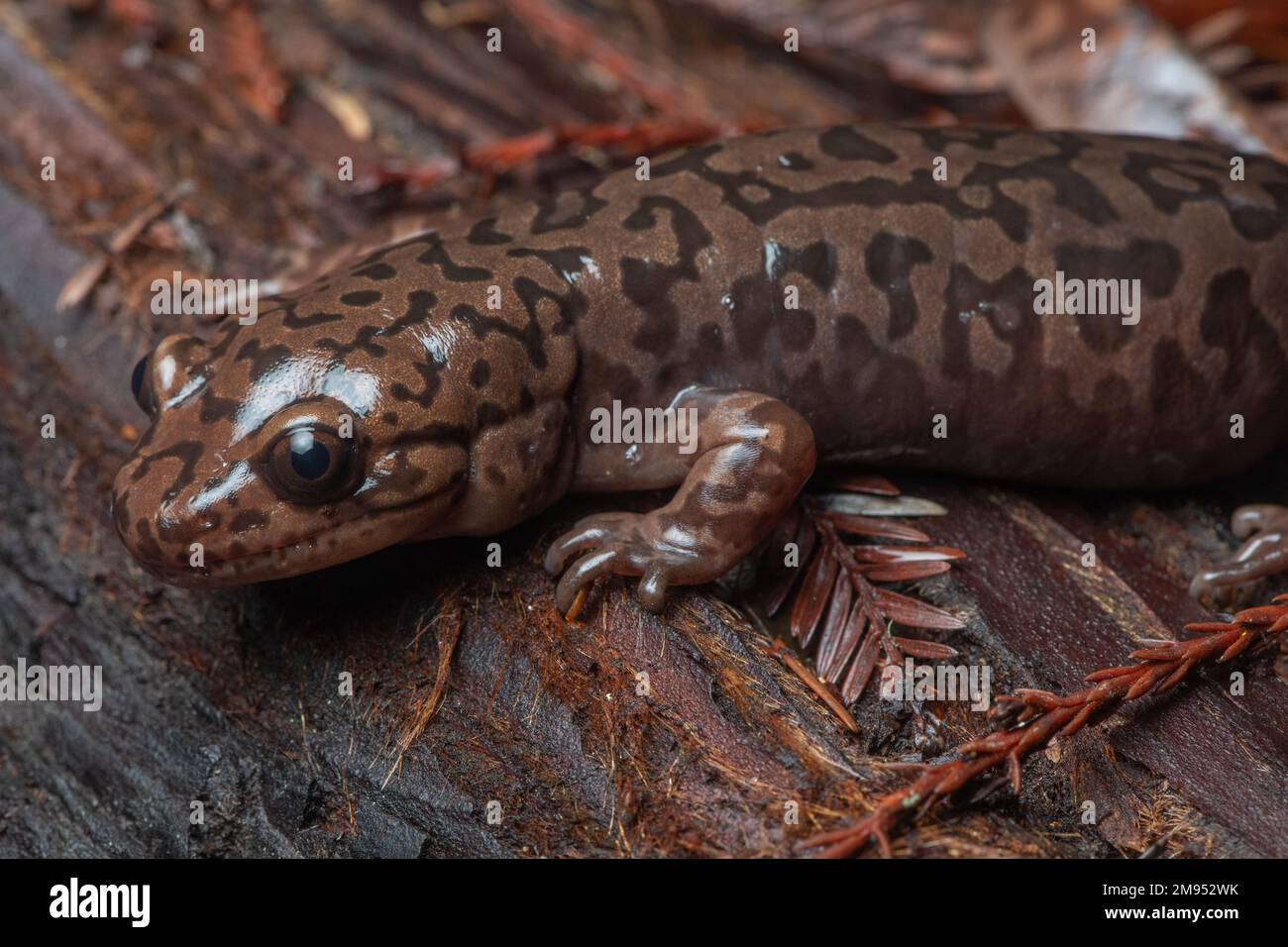 Une grande salamandre géante du pacifique ou côtière (Dicamptodon tenebrosus) du comté de Mendocino, en Californie. Banque D'Images