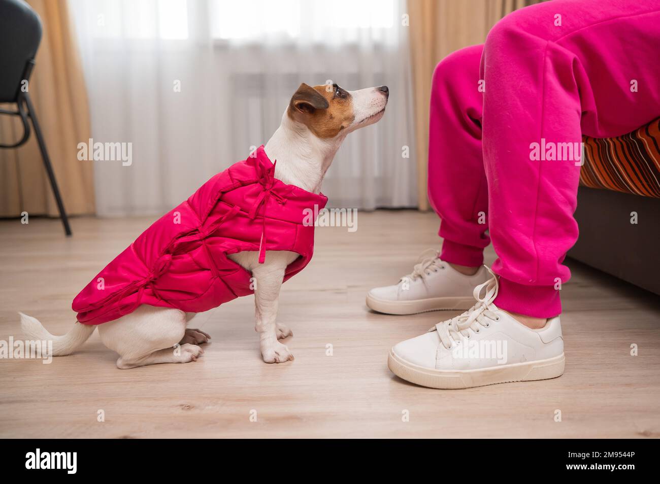 Jack Russell Terrier chien vêtu d'une veste rose aux pieds de l'hôtesse dans l'appartement. Banque D'Images Jack Russell Terrier chien vêtu d'une veste rose aux pieds de l'hôtesse dans l'appartement. Banque D'Images