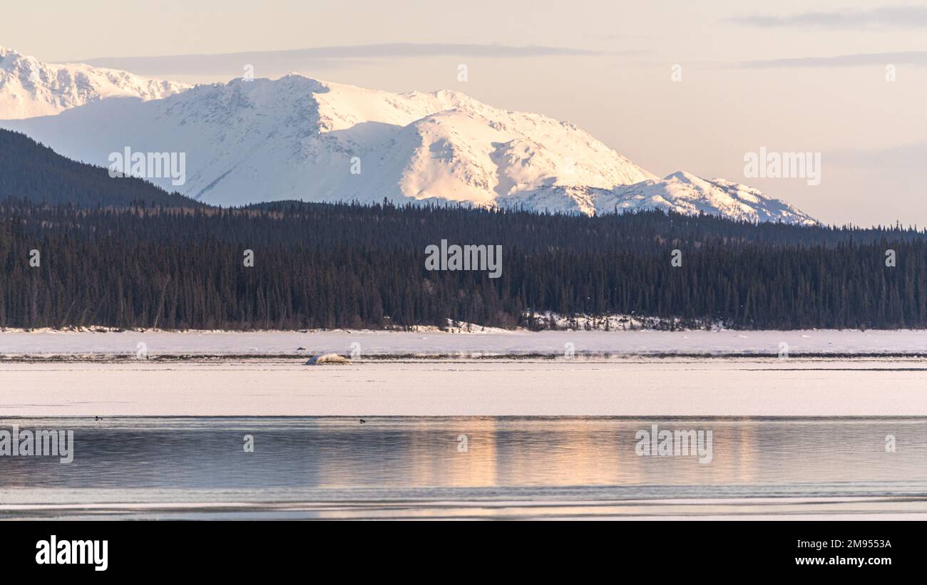 Paysage de montagne incroyable dans la région de Tagish, dans le territoire du Yukon, le long des rives du départ du fleuve Yukon, dans la région des lacs du Sud. Banque D'Images