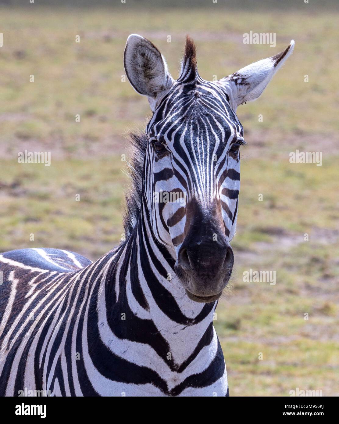 Portrait frontal de zébra, parc national d'Amboseli, Kenya Banque D'Images