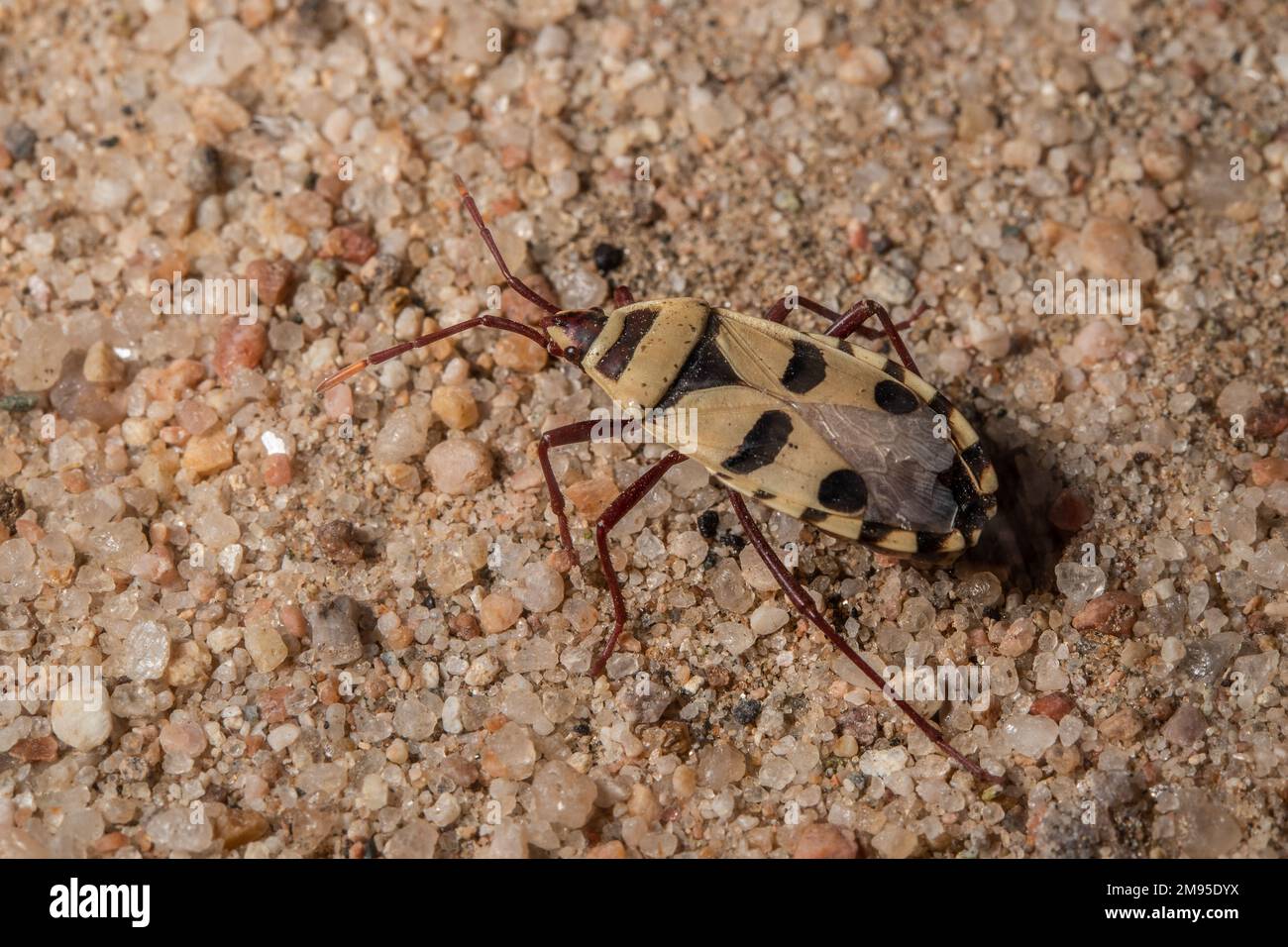 Insecte de Welwitschia, Probergrothius angolensis, Pyrrhocoridae, Hemiptera, désert de Namib, Namibie, Afrique Banque D'Images
