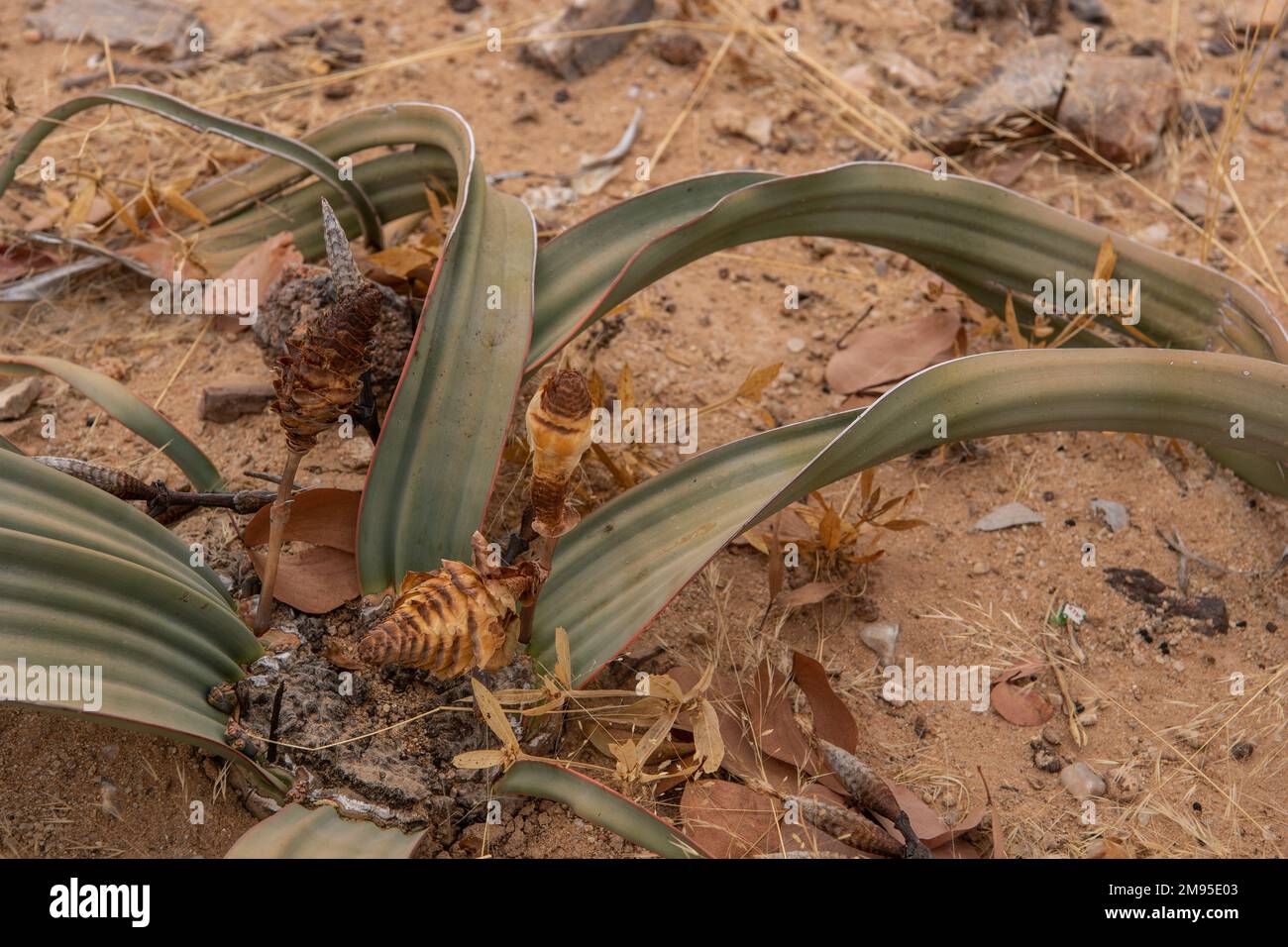 Plante fossile vivante avec inflorescences mâles, Welwitschia mirabilis, Welwitschiaceae, désert du Namib, Namibie, Afrique Banque D'Images