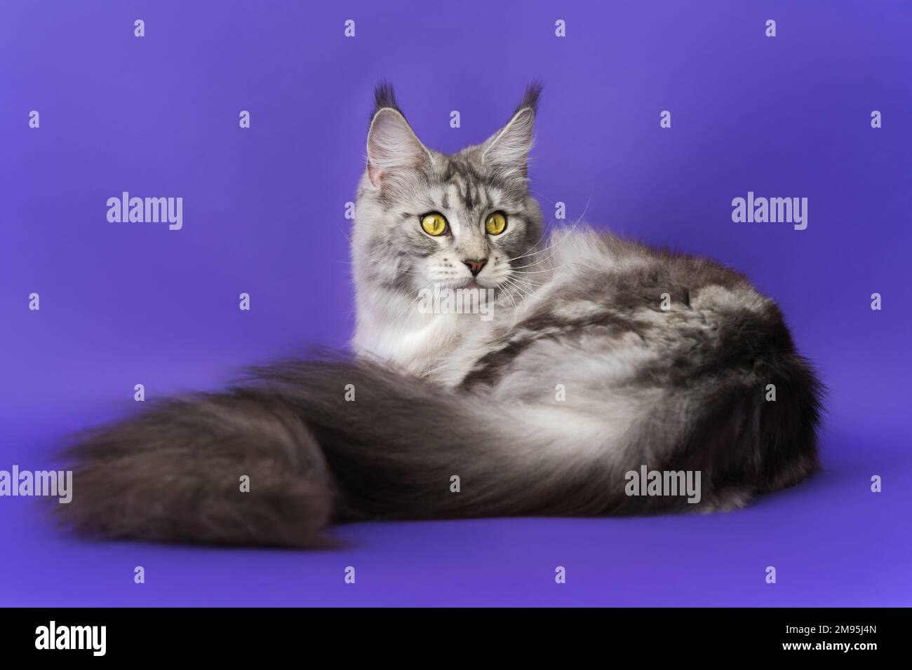 Chat De Coon De Maine A Poil Long Domestique Avec Grande Queue Moelleuse Noir Argent Tabby Classique Et Blanc Serie De Parties De Chaton Couche En Bas De Race Avec Jaune Photo