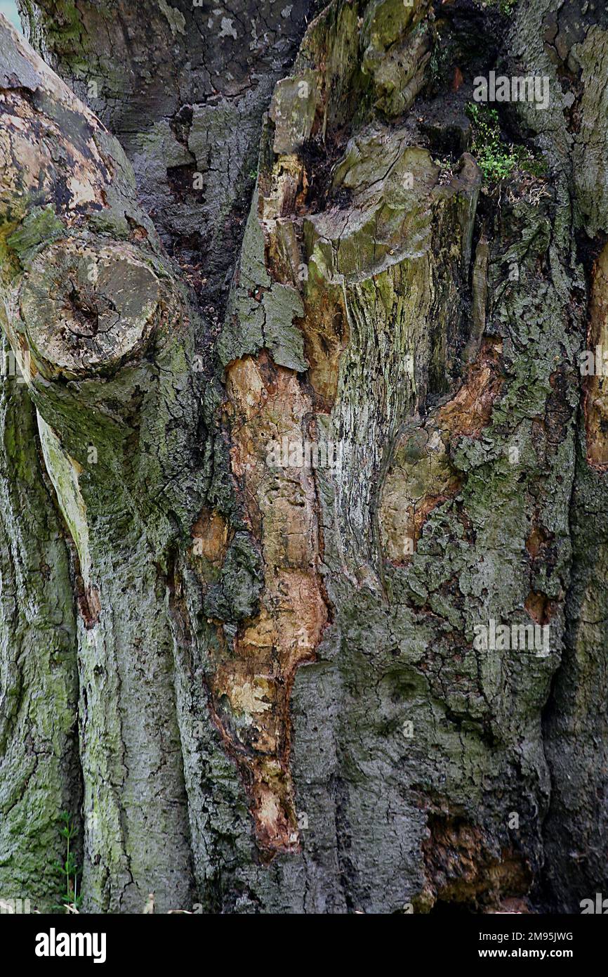 Ancienne arche d'écorce de gnarled sur un arbre ancien. gros plan. Banque D'Images