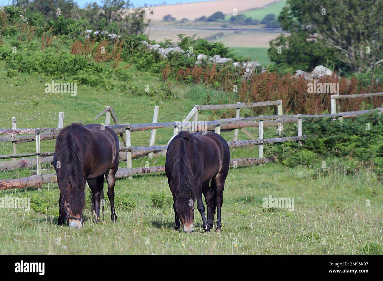 Poneys d'Exmoor paissant sur un champ d'herbe. Banque D'Images