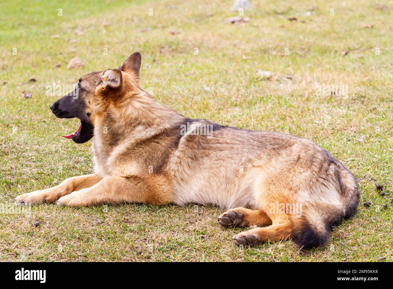 Le chien errant brun se trouve sur la pelouse Banque D'Images