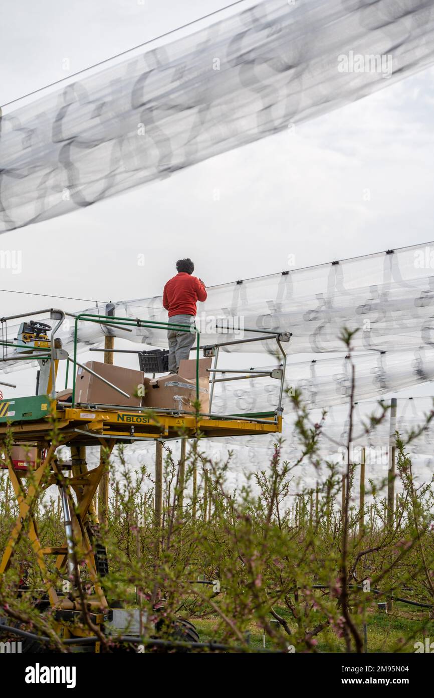 Saint-Marcel-les-Valence (sud-est de la France), on 29 mars 2022: Filets pour protéger les arbres et les cultures des dommages causés par le gel et la grêle. Protection Banque D'Images
