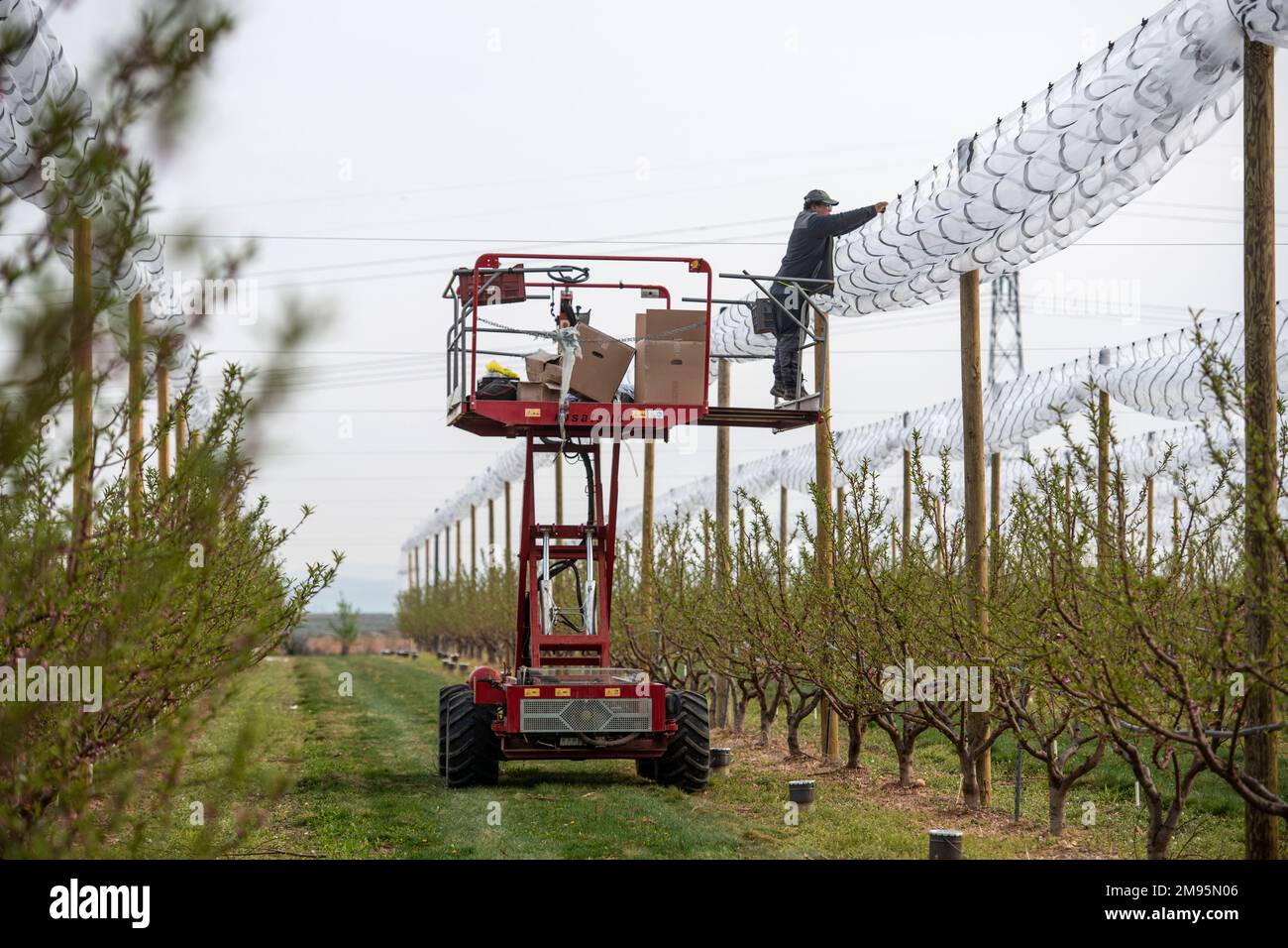 Saint-Marcel-les-Valence (sud-est de la France), on 29 mars 2022: Filets pour protéger les arbres et les cultures des dommages causés par le gel et la grêle. Protection Banque D'Images