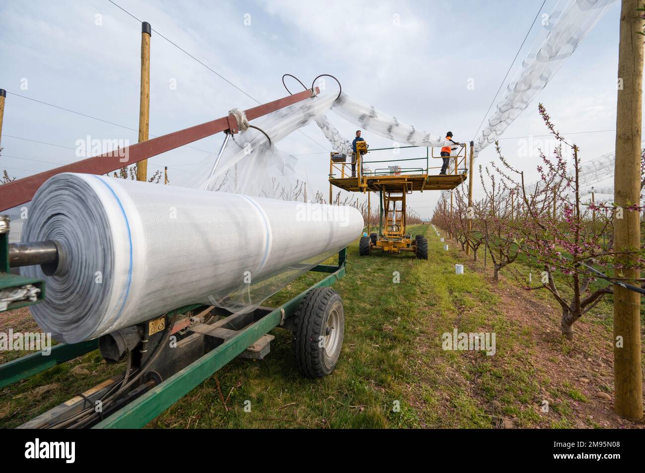 Saint-Marcel-les-Valence (sud-est de la France), on 29 mars 2022: Filets pour protéger les arbres et les cultures des dommages causés par le gel et la grêle. Protection Banque D'Images